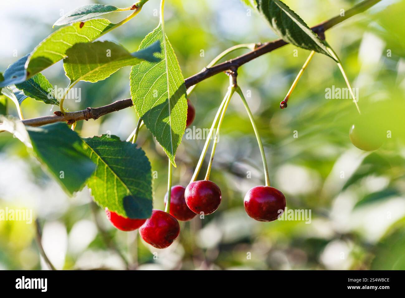 mehrere rote Kirsche Reife Früchte am Ast am Sommertag Stockfoto