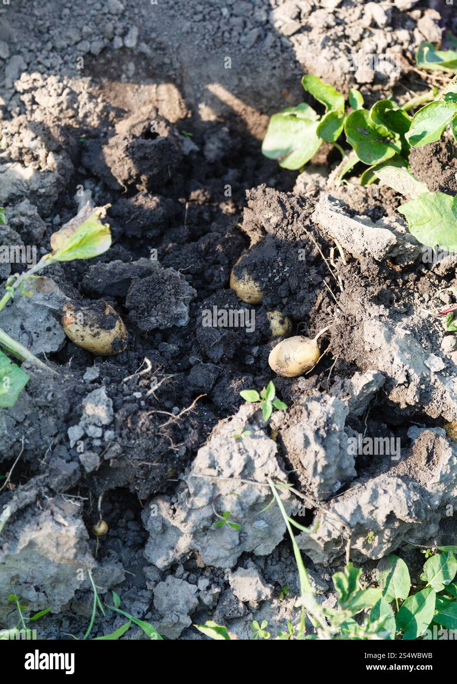 Ernte - neue Kartoffeln im Garten ausgegraben Stockfoto