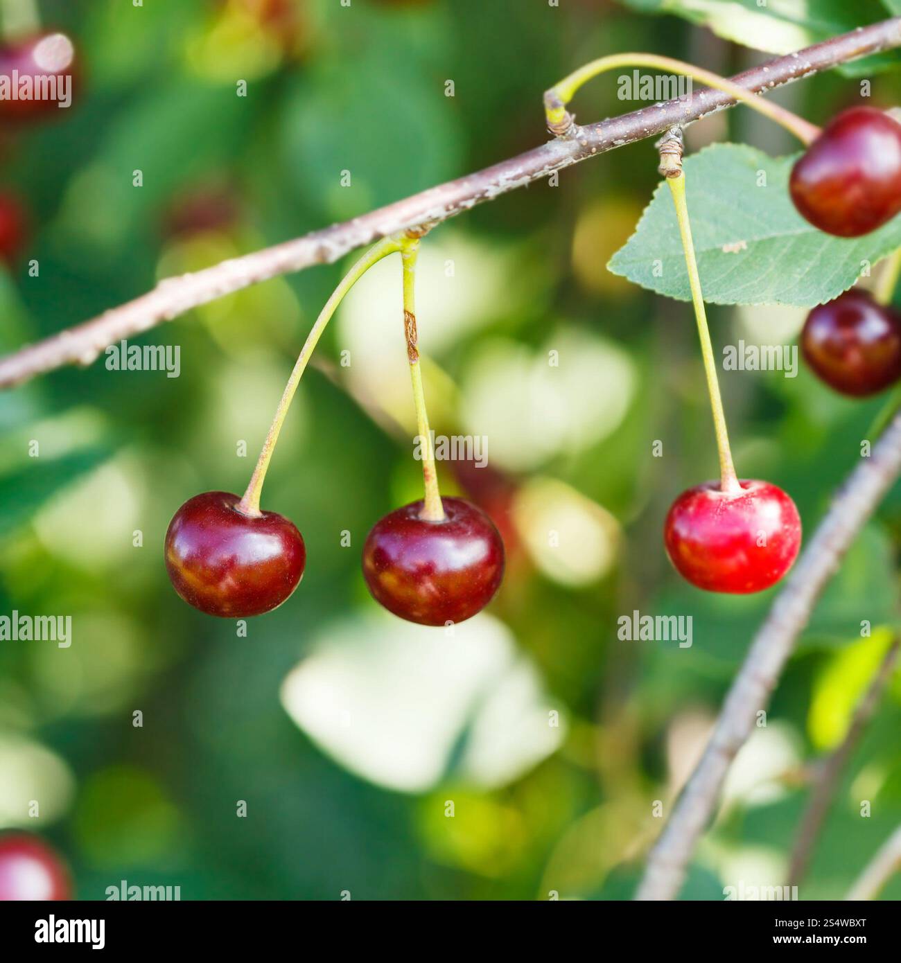 rote Kirsche reife Früchten hautnah auf Ast am Sommertag Stockfoto