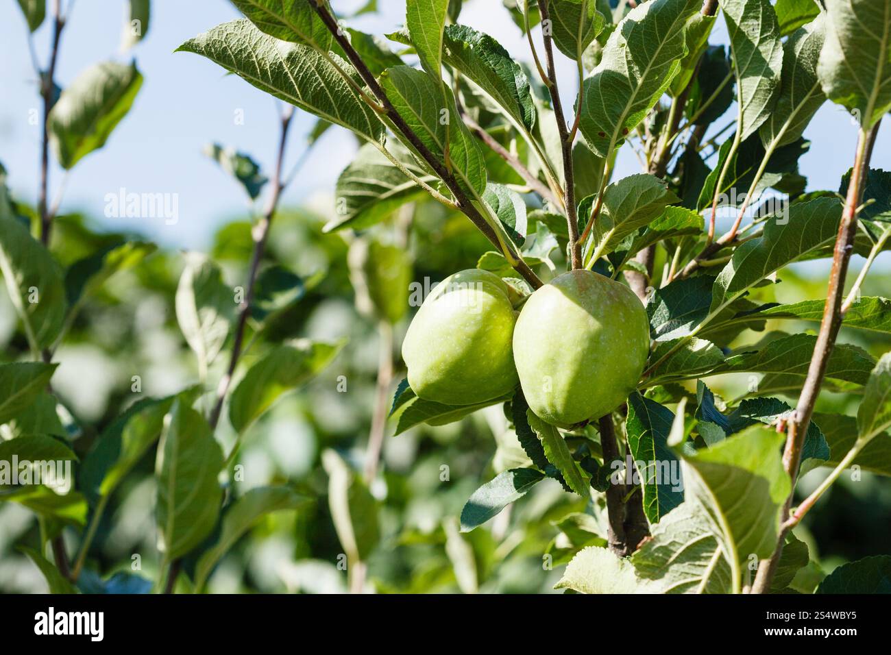 grüne Äpfel auf Ast im grünen Garten Stockfoto