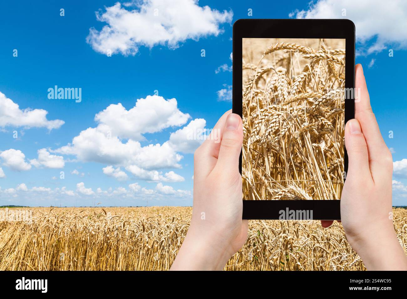 Reisen Sie Konzept - Tourist Fotos Ähren reif auf Feld unter blauem Himmel mit weißen Wolken auf TabletPC Stockfoto