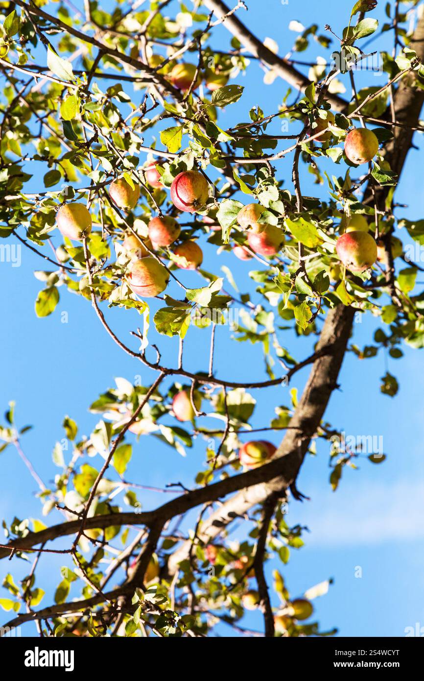 Reife rote und gelbe Äpfel auf AST hautnah mit blauen Himmel im Hintergrund im Sommer Stockfoto