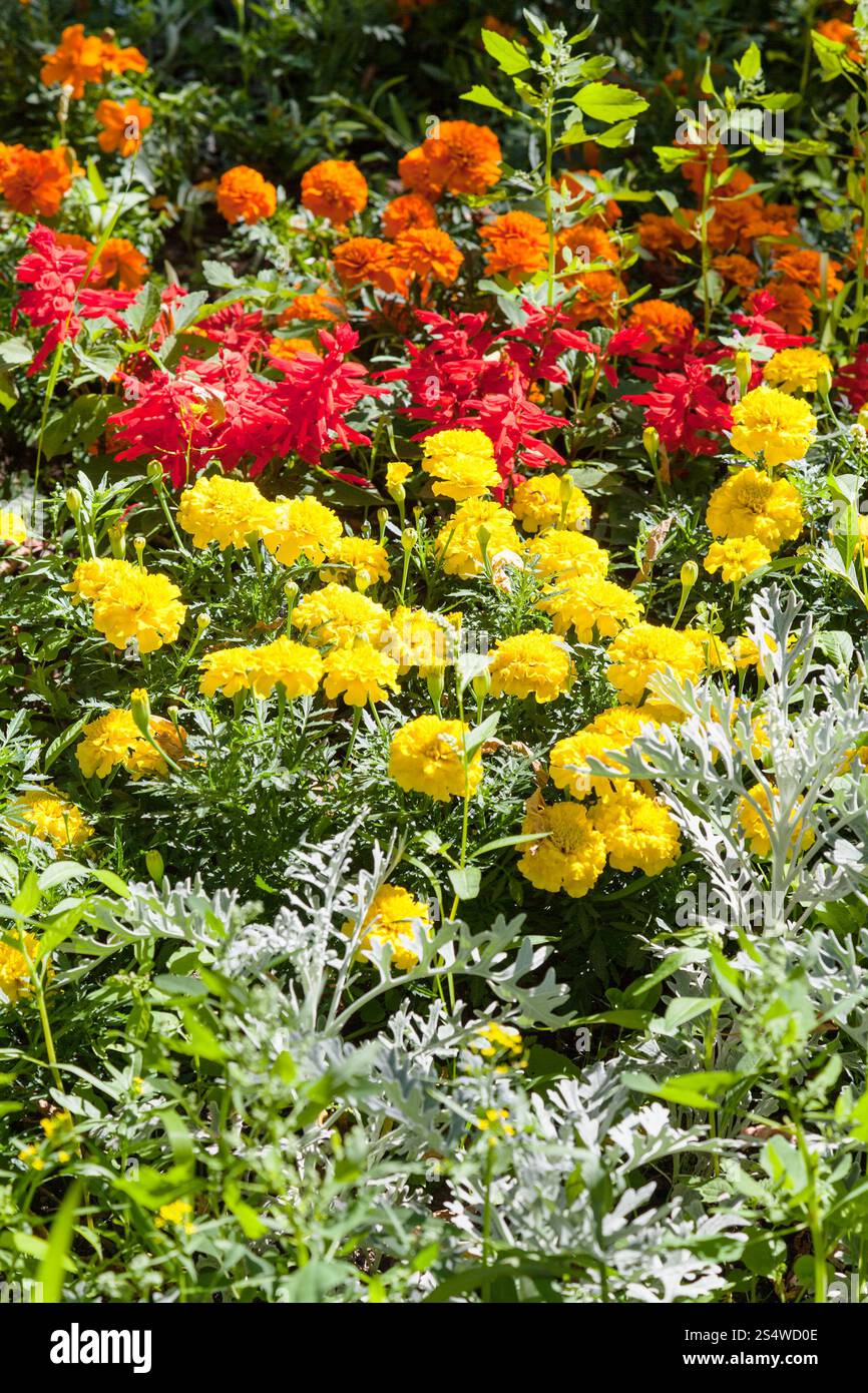 gelbe Dianthus Blumen auf grünen Beet im Sommer Stockfoto