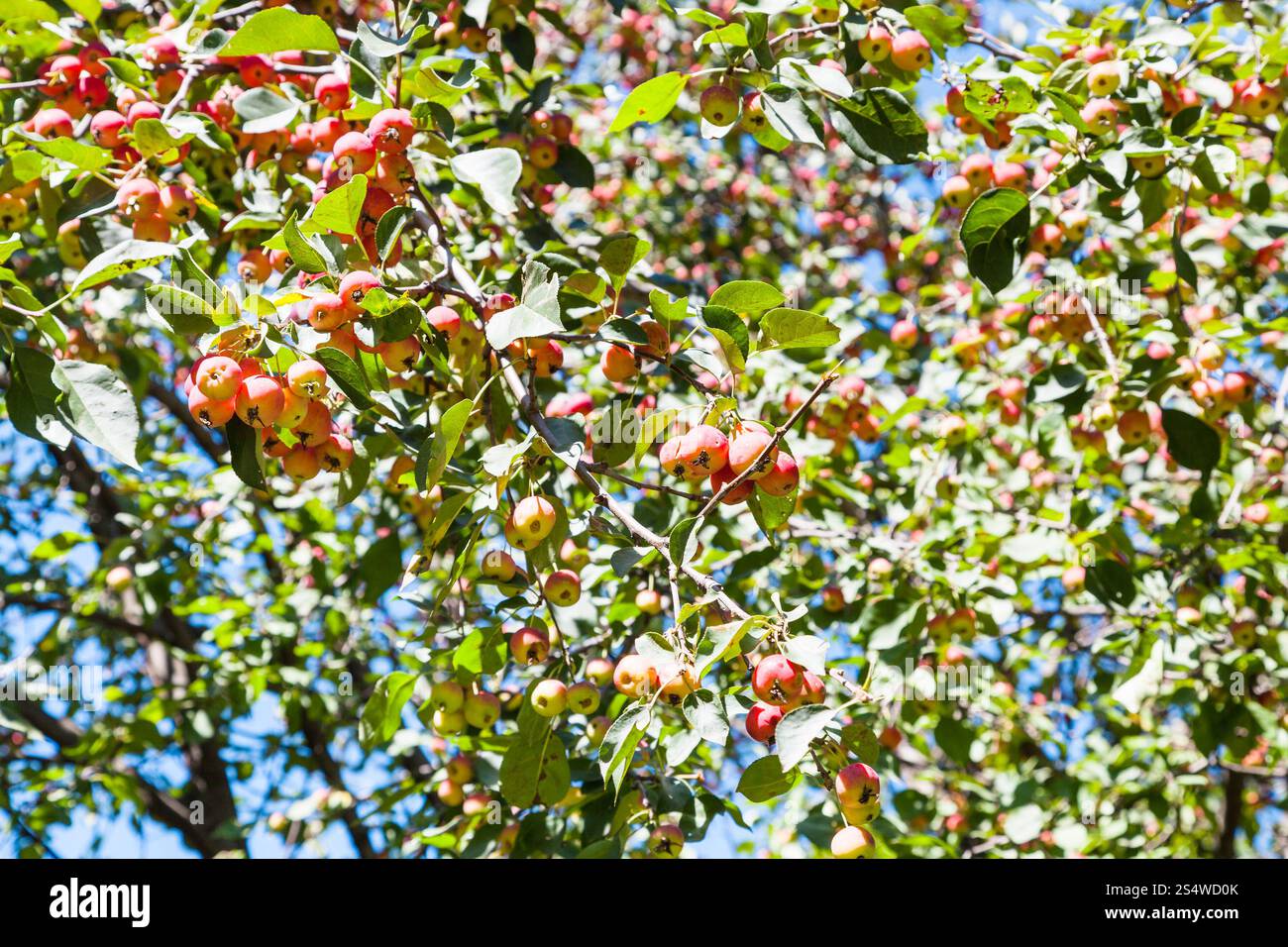 Ast mit rosa Malus-Äpfel im Wald im Sommer Stockfoto