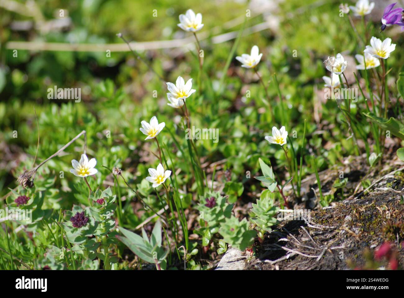 Schneeglöckchen (Gagea serotina) Stockfoto
