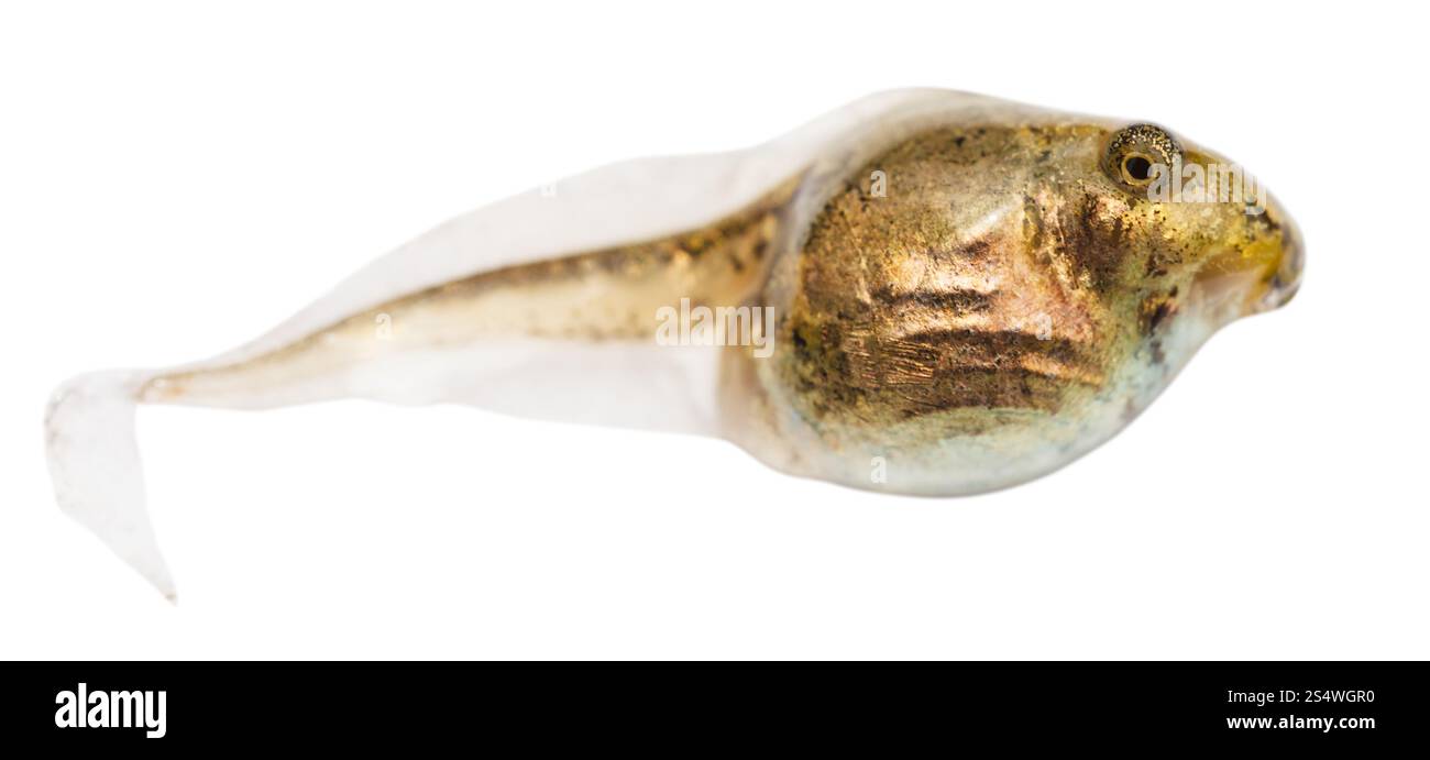 eine Kaulquappe Frosch Nahaufnahme isoliert auf weißem Hintergrund Stockfoto