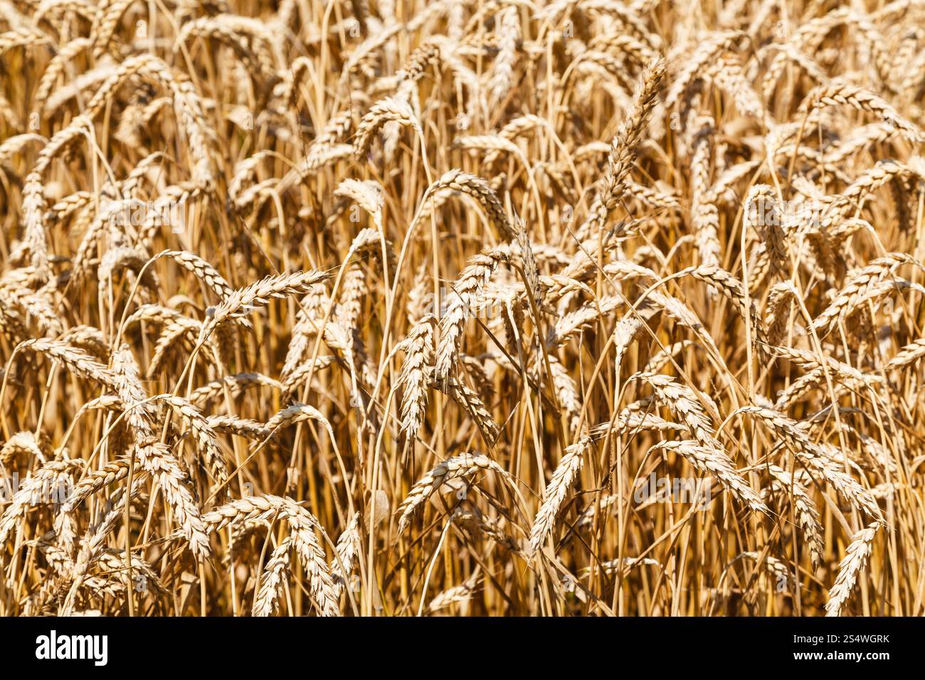Reife Ähren hautnah im Feld im Sommertag Stockfoto