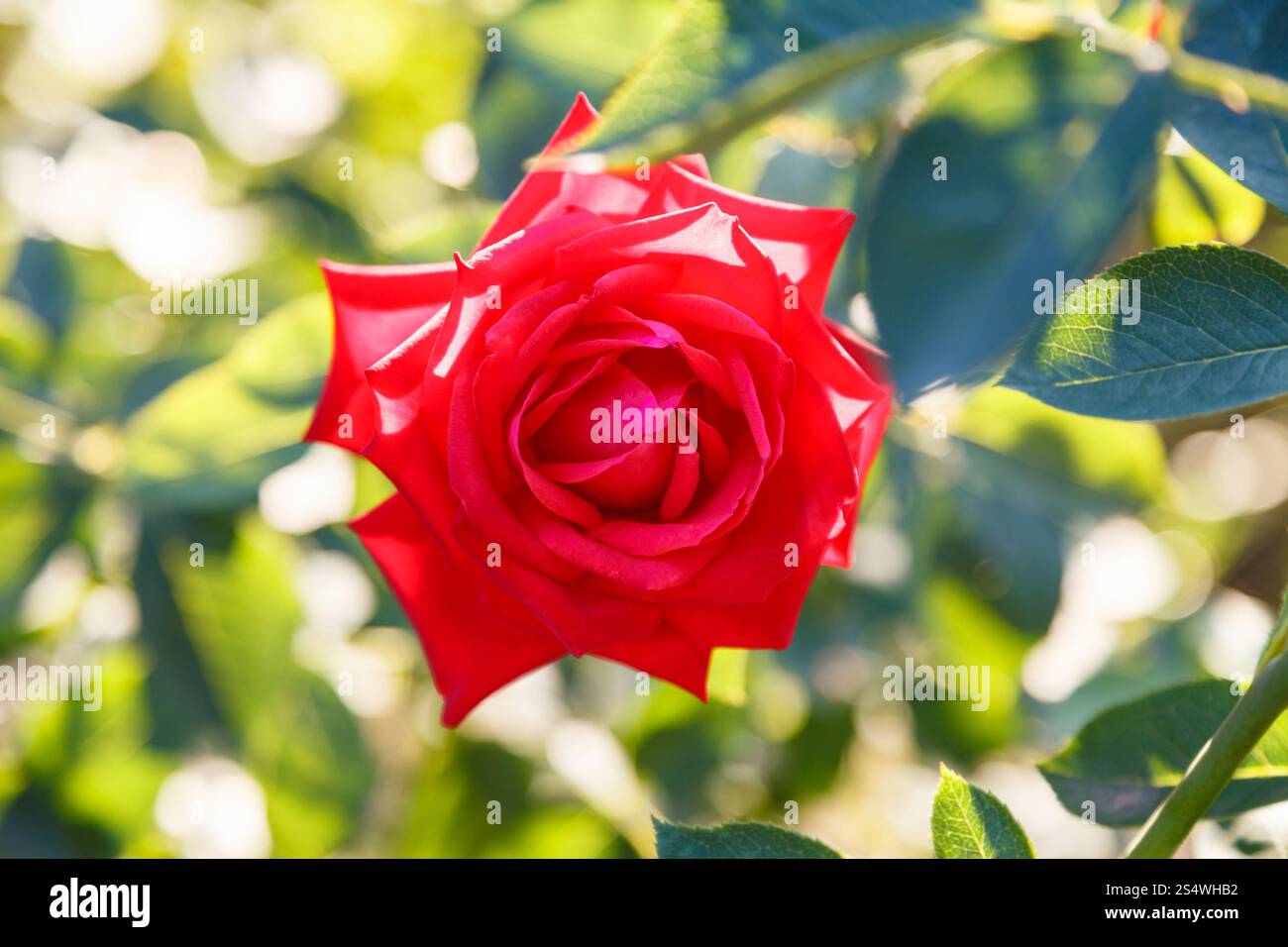 frische rote rose im Freien im Sommergarten Stockfoto