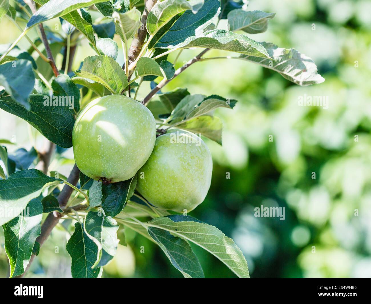grüne Äpfel auf Ast im Sommer Obstgarten Stockfoto