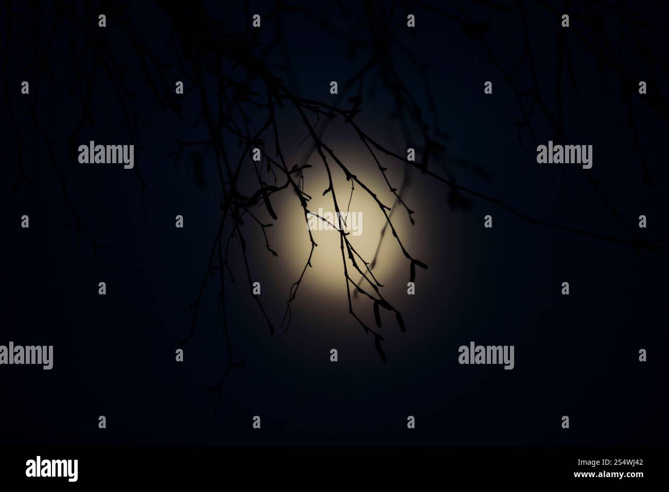 Kent, Großbritannien. Januar 2025. Wolf Moon Rising Through Silver Birch Catkins, KENT, 13. Januar 2025 Credit: James Buttenshaw/Alamy Live News Stockfoto