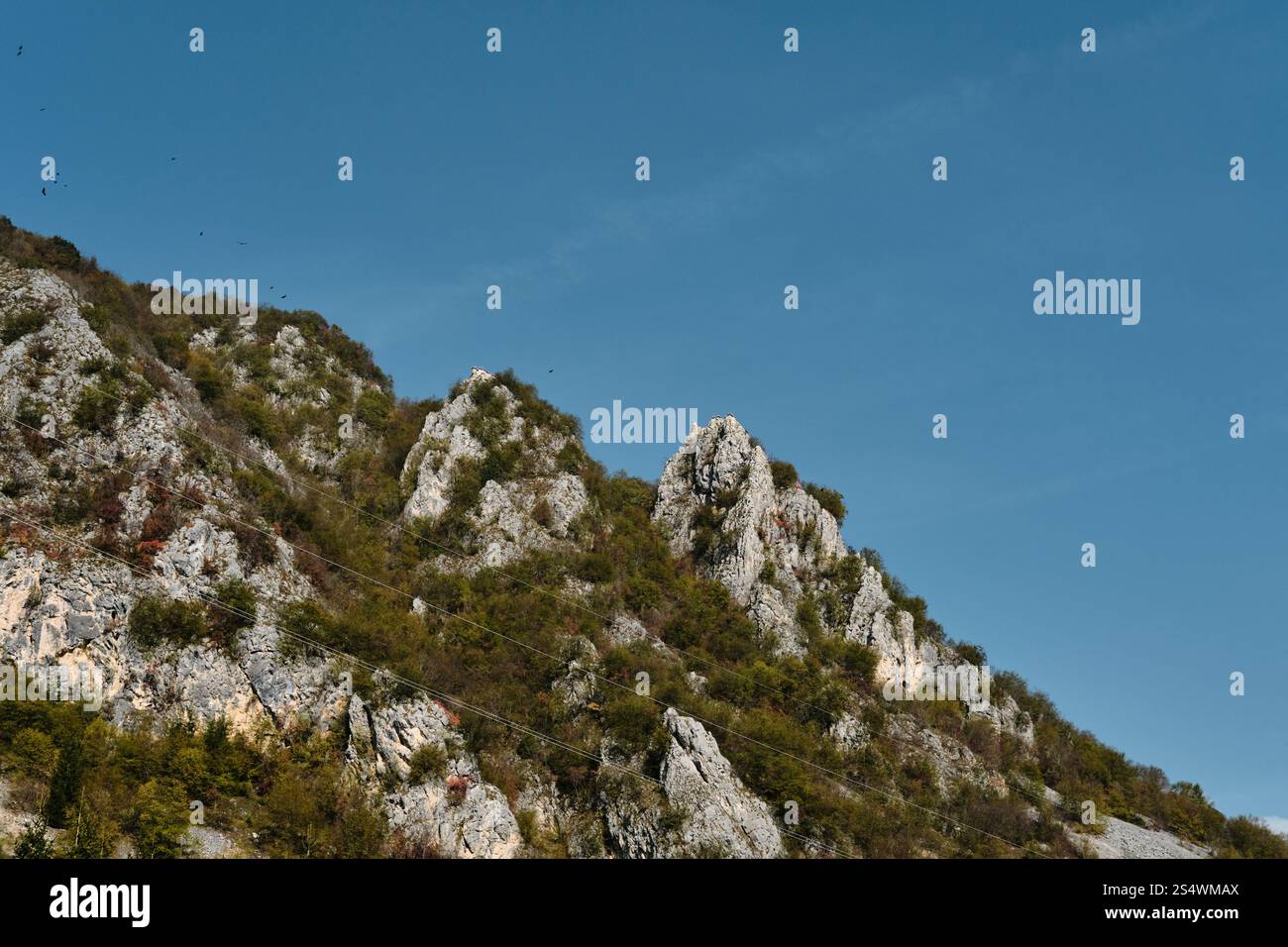 Viele wilde Greifvögel nisten in den Bergen. Weißkopfseeadler stehen auf einer Klippe, Blick aus der Ferne. Natur und Fauna im Südwesten Serbiens Stockfoto