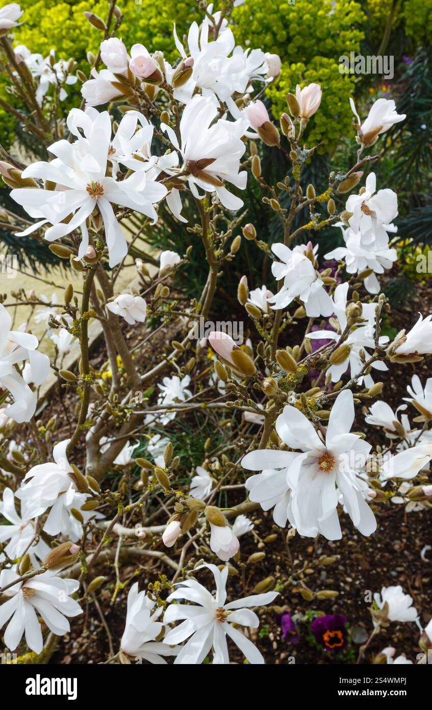 Magnolienbaum mit weißen Blüten im Frühjahr. Stockfoto