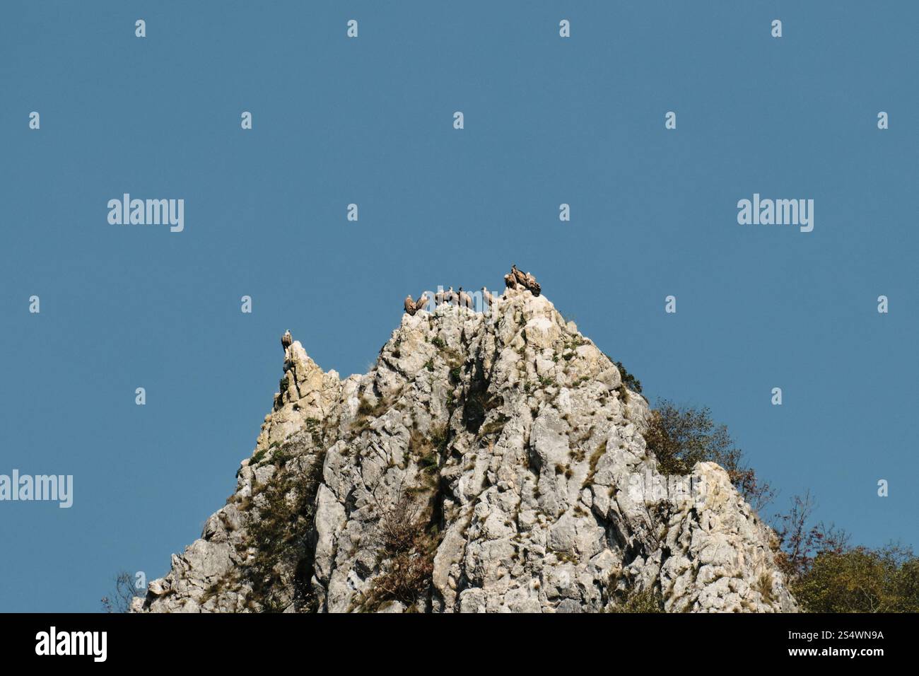Viele wilde Greifvögel nisten in den Bergen. Weißkopfseeadler stehen auf einer Klippe, Blick aus der Ferne. Natur und Fauna im Südwesten Serbiens Stockfoto