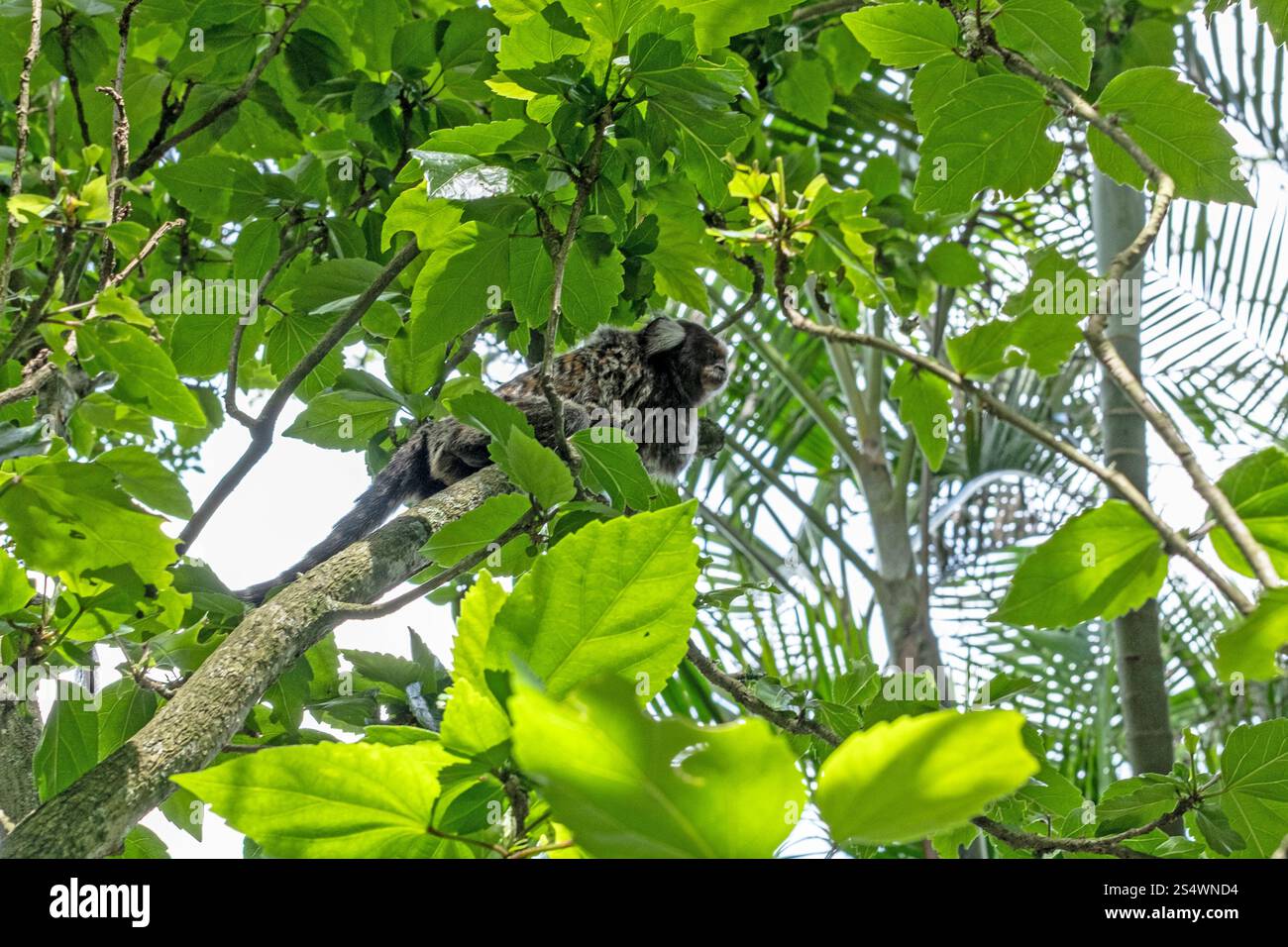 Ein Marmoset in den Bäumen am Sugarloaf Mountain, Rio de Janeiro, Brasilien. Stockfoto