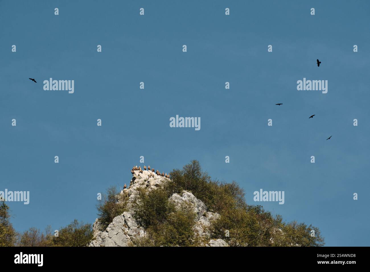 Viele wilde Greifvögel nisten in den Bergen. Weißkopfseeadler stehen auf einer Klippe, Blick aus der Ferne. Natur und Fauna im Südwesten Serbiens Stockfoto