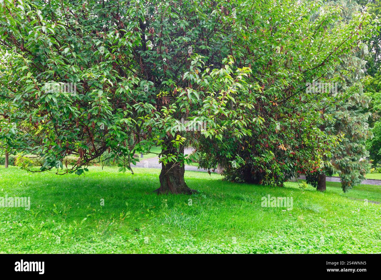 Große Verbreitung Baum im Sommerpark Stockfoto