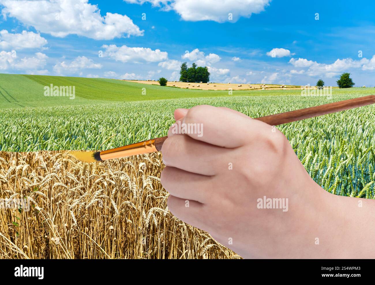 Ernte Konzept - Hand mit Pinsel malt goldenen Reifen Weizen im grünen Bereich Stockfoto