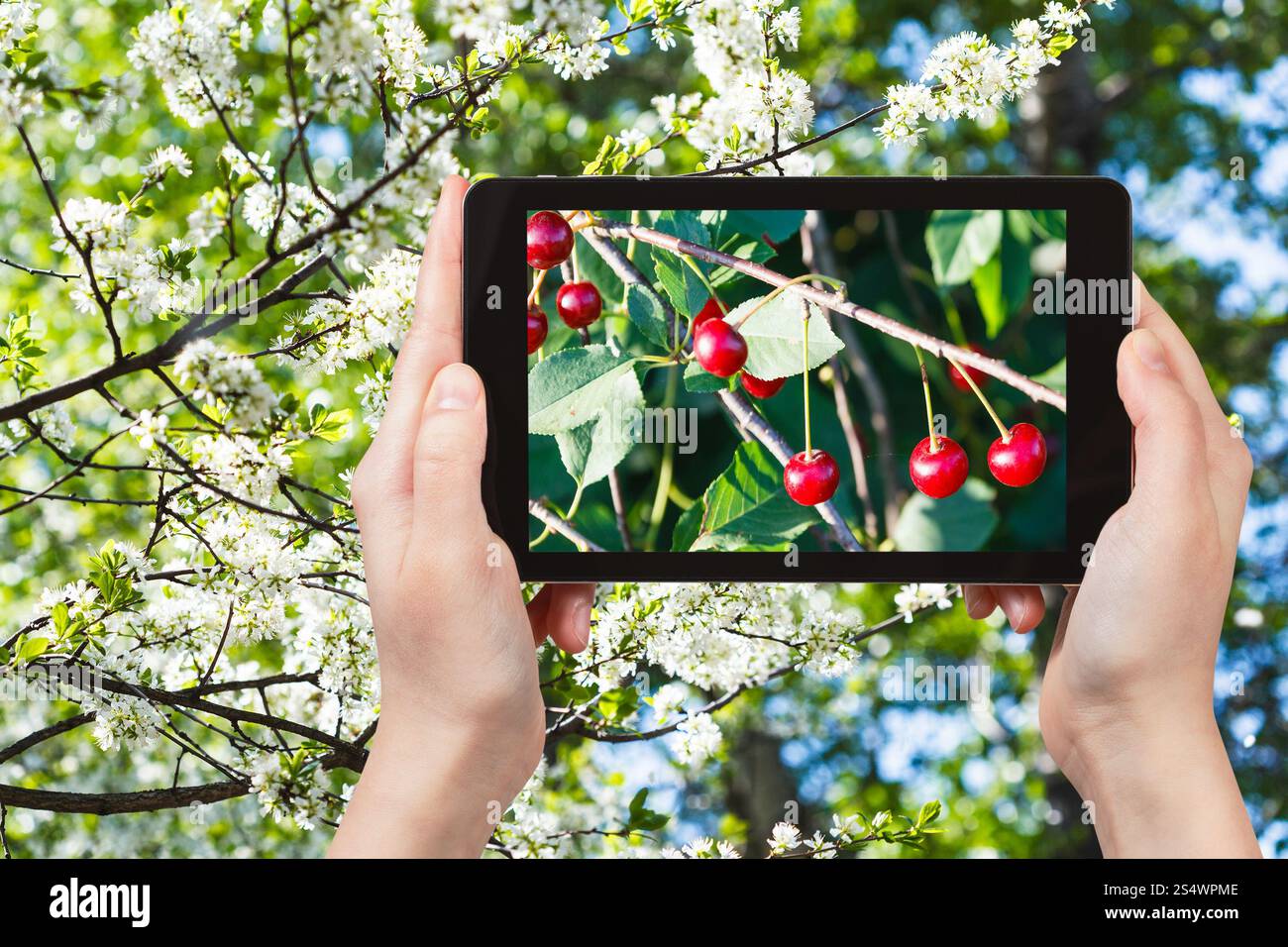 Gartenkonzept – Landwirt fotografiert ein Bild von Zweig mit reifer Kirsche mit weißblühendem Kirschbaum auf dem Hintergrund auf dem Smartphone Stockfoto