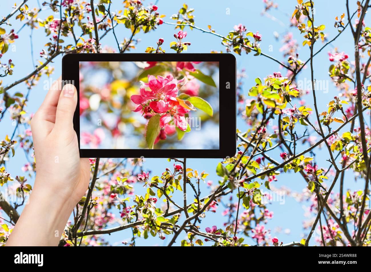 Gartenkonzept - Landwirt fotografiert Bild von rosa Blumen auf blühenden Zweigen des Apfelbaums und blauem Himmel auf Hintergrund auf Tablet-pc Stockfoto