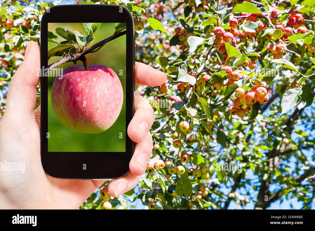 Gartenkonzept - Fotografien Landwirt Bild von Reifen pink Apple im Freien mit Apfelbaum im Hintergrund auf smartphone Stockfoto