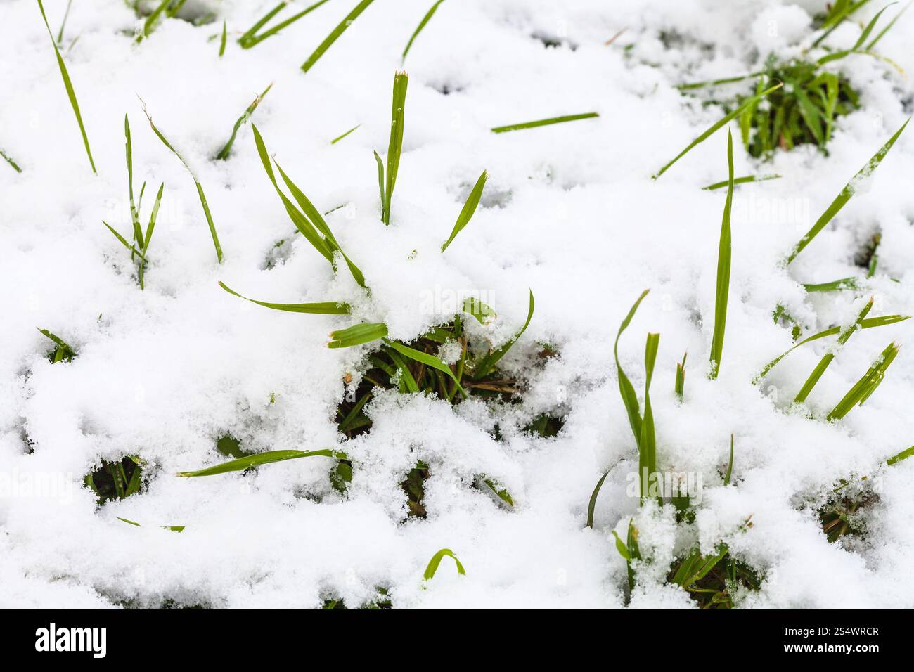 Erster Schnee auf dem grünen Rasen hautnah auf Wiese im Herbst Stockfoto
