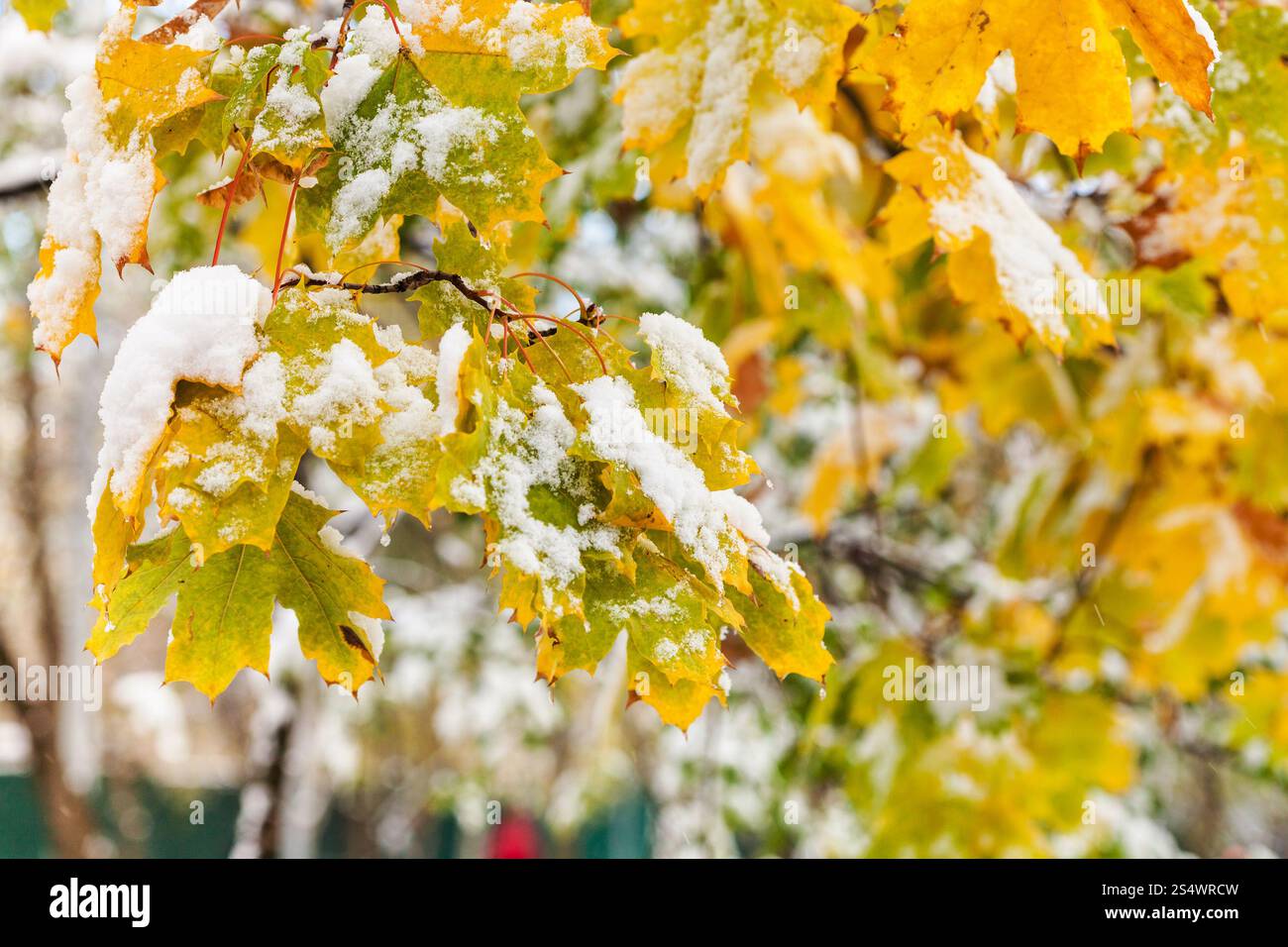 Erster Schnee auf gelbe Blätter von Ahorn in Herbsttag Stockfoto