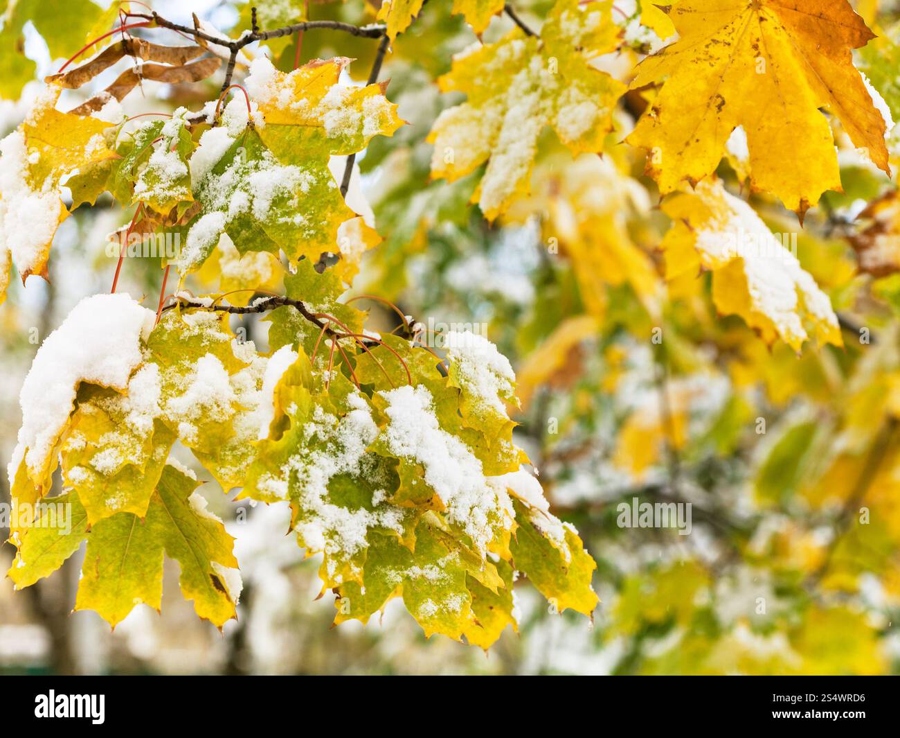 Erster Schnee auf gelbe Blätter von Ahorn hautnah in Herbsttag Stockfoto