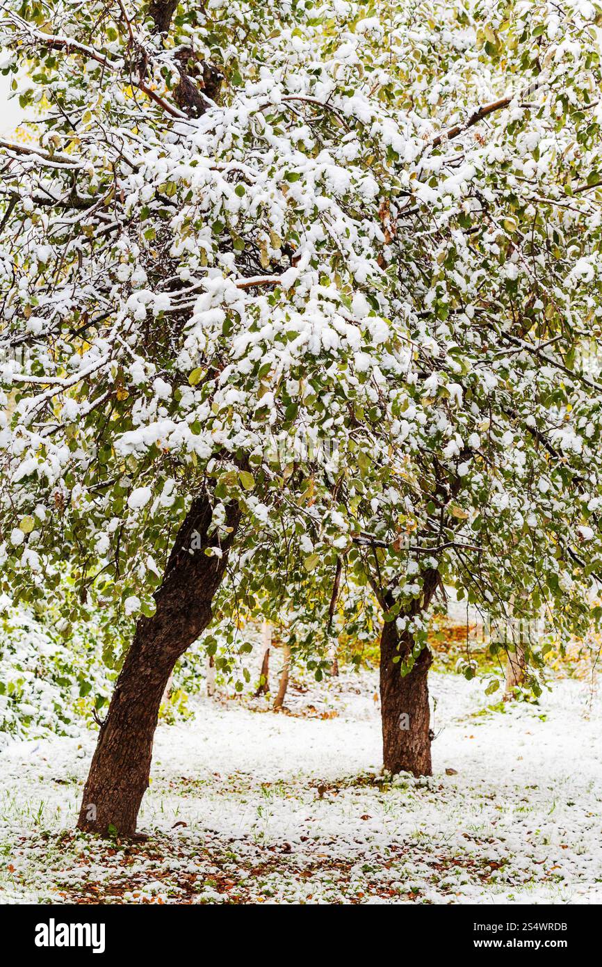 Erster Schnee auf Apfelbäume in Herbsttag Stockfoto