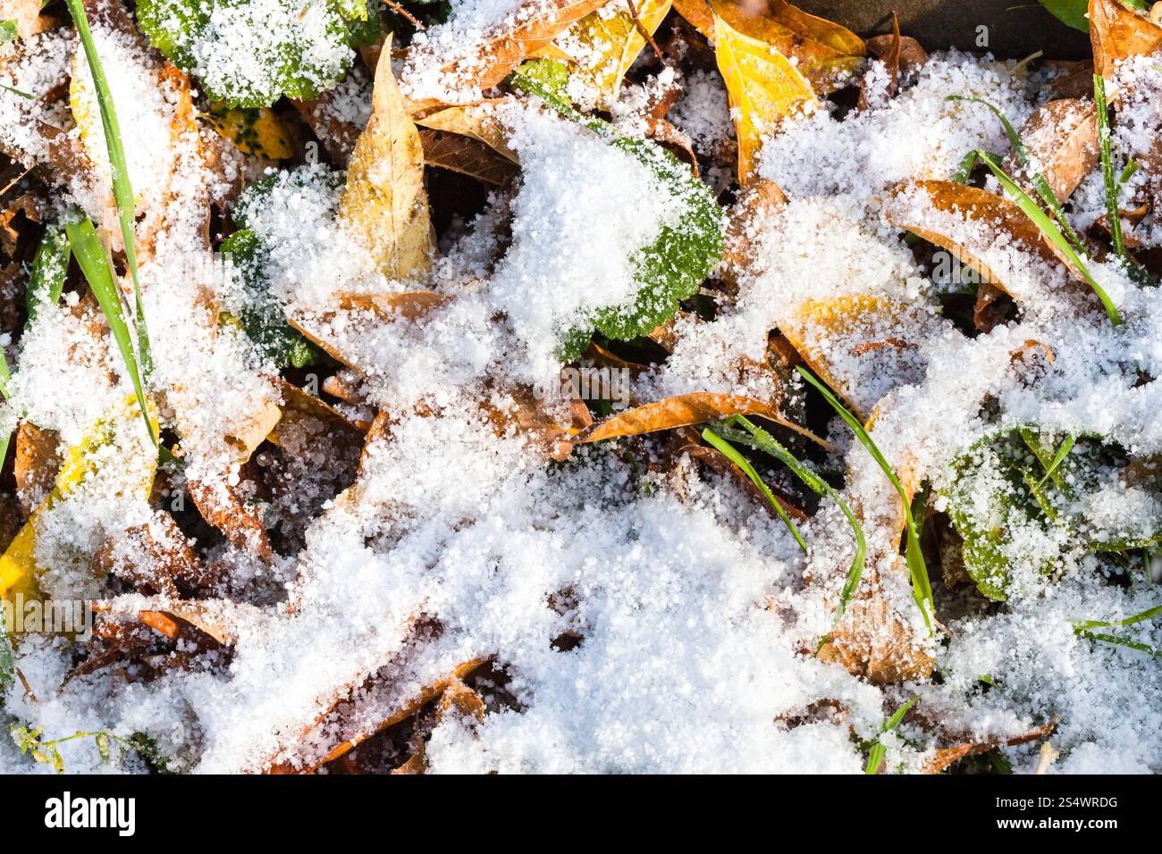 gelbes Laub und grünen Rasen unter dem ersten Schnee im Herbst Stockfoto