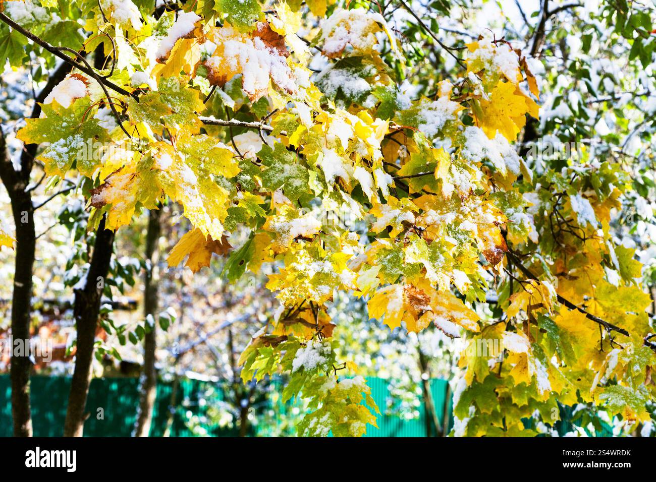 Erster Schnee auf gelbe Blätter von Ahorn in sonnigen Herbsttag Stockfoto