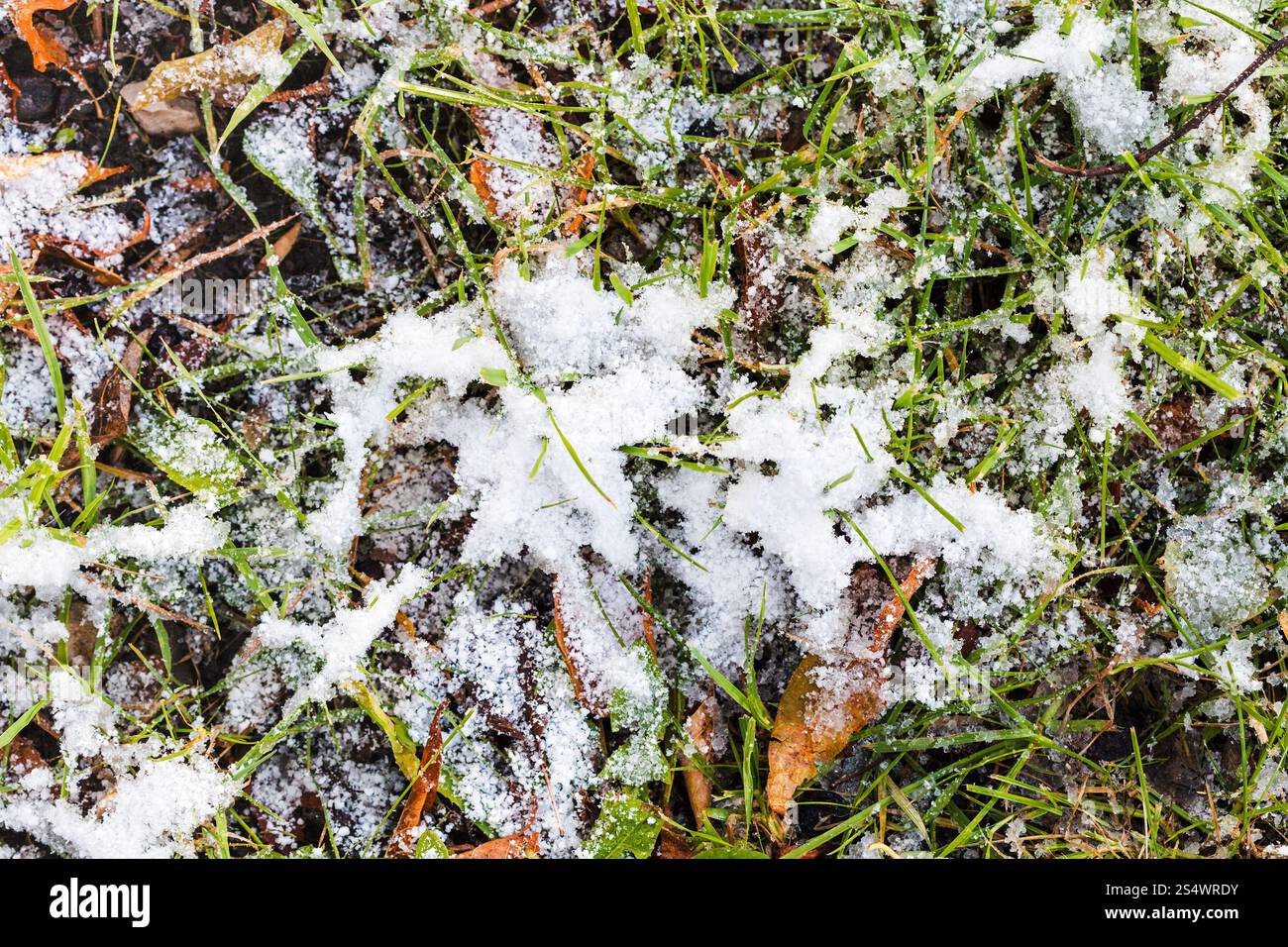 grünen Rasen und Laub auf der Wiese unter dem ersten Schnee im Herbst Stockfoto