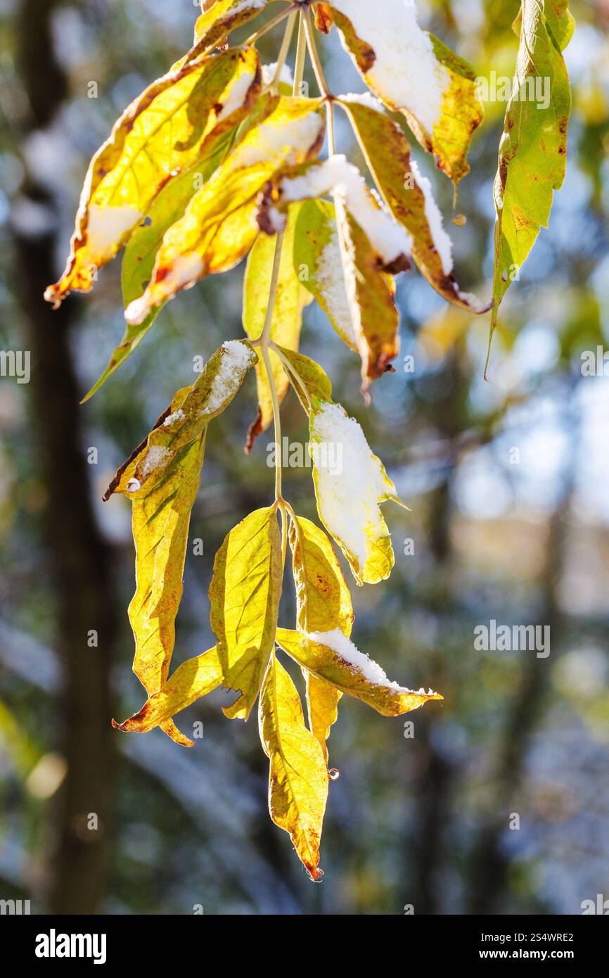 Erster Schnee auf gelbe Blätter von Herbstsonne beleuchtet Stockfoto