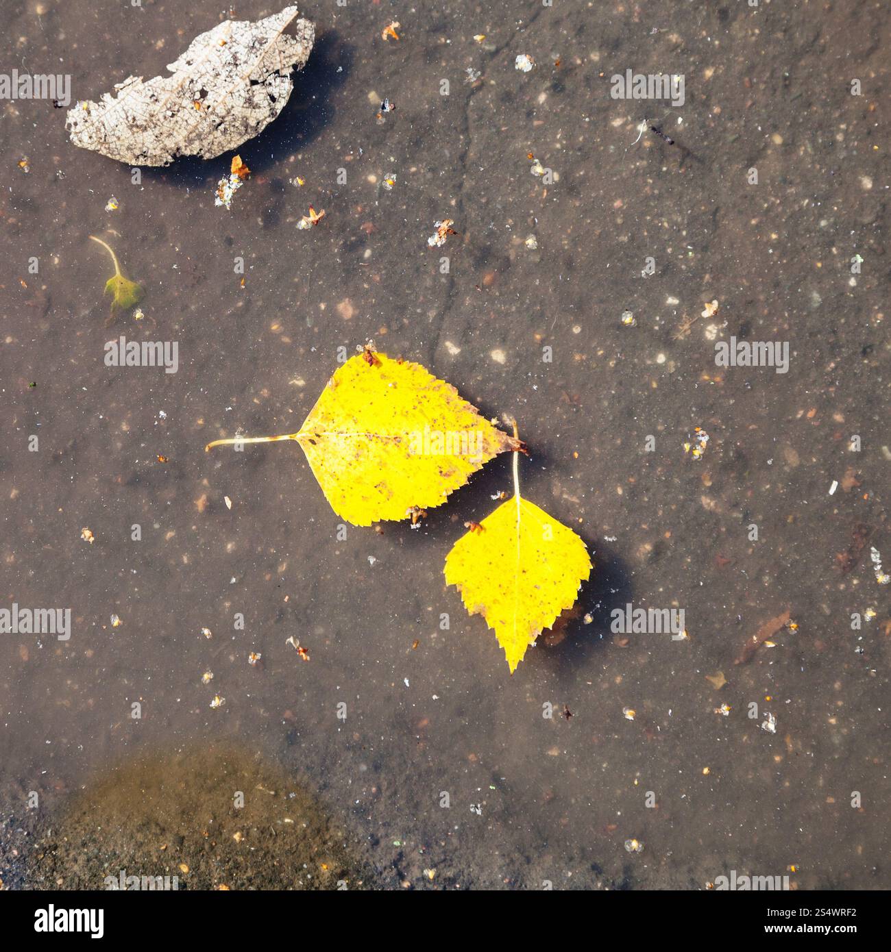 zwei gelbe gefallenen Birke Blätter schwimmen auf der Oberfläche der Pfütze im sonnigen Herbsttag Stockfoto