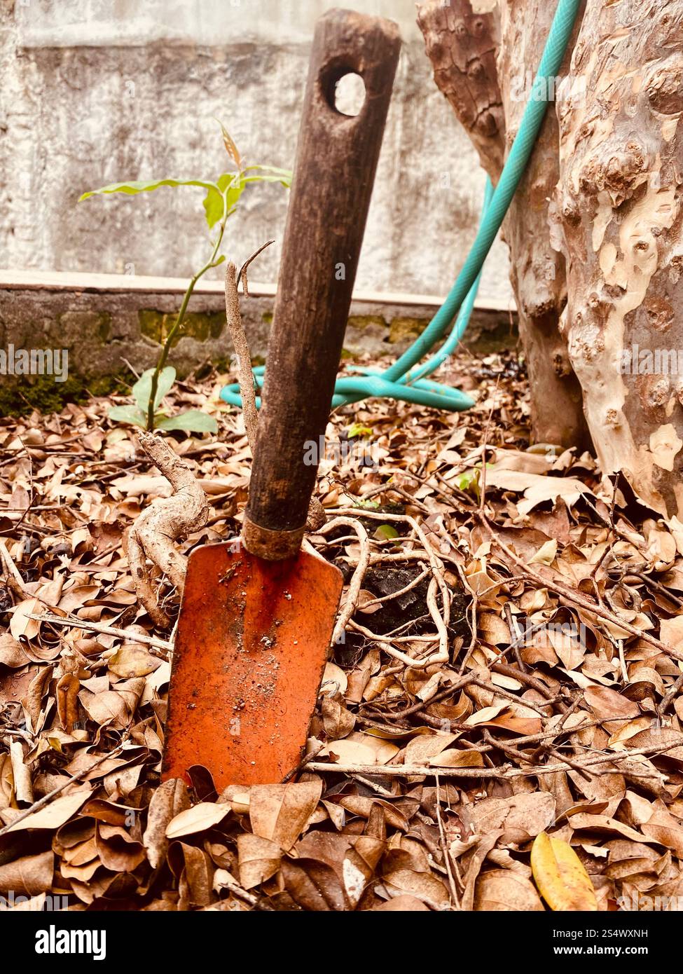 Discovery Garden - Smartphone-aufgenommenes Stockfoto