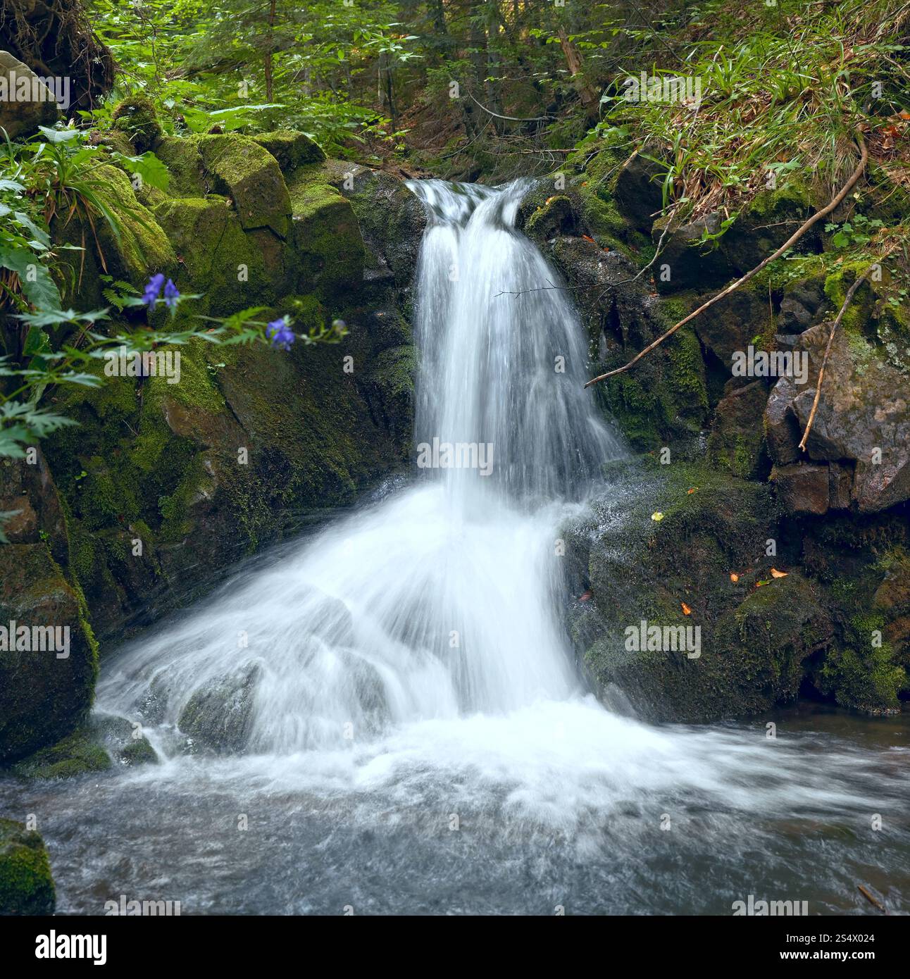 Berg-Wasserfall im dunklen wilden Carpathian Forest. Stockfoto