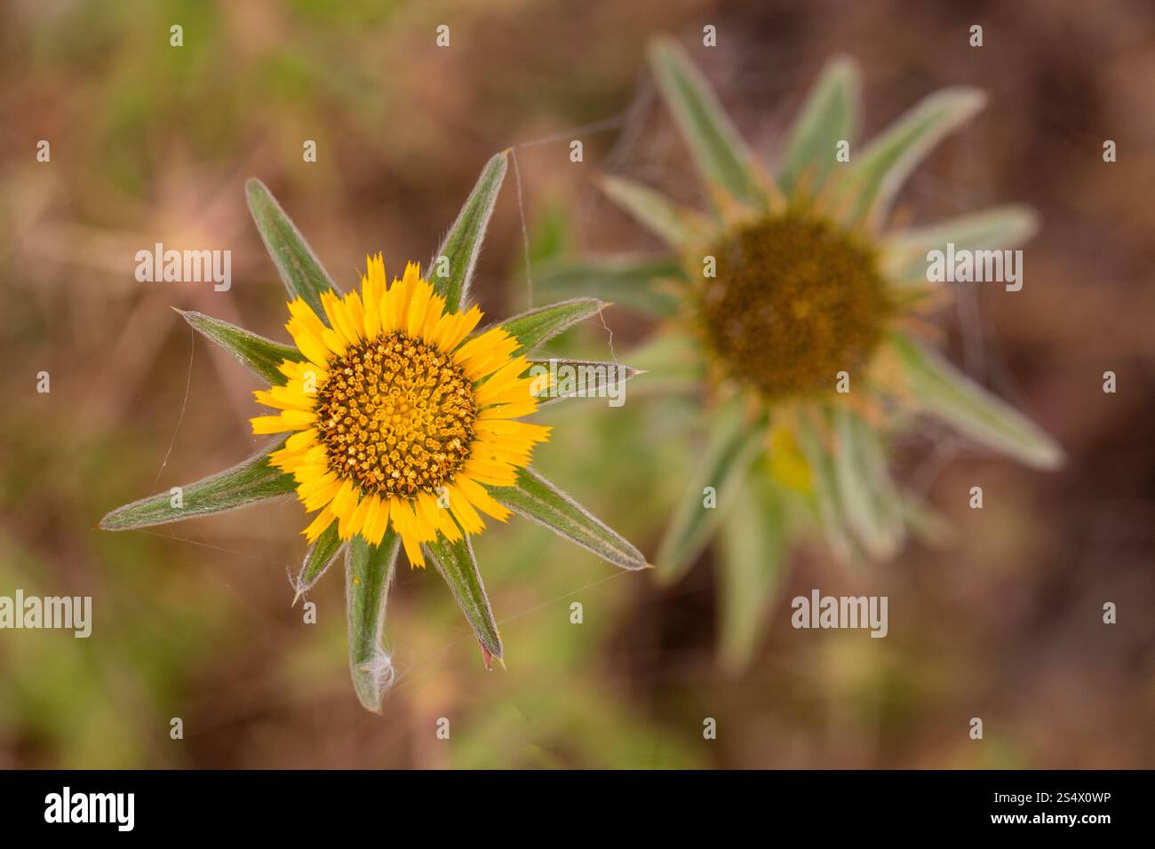 Stachelige Sternkraut gelbe Blume Nahaufnahme - lateinischer Name - Pallenis spinosa Stockfoto