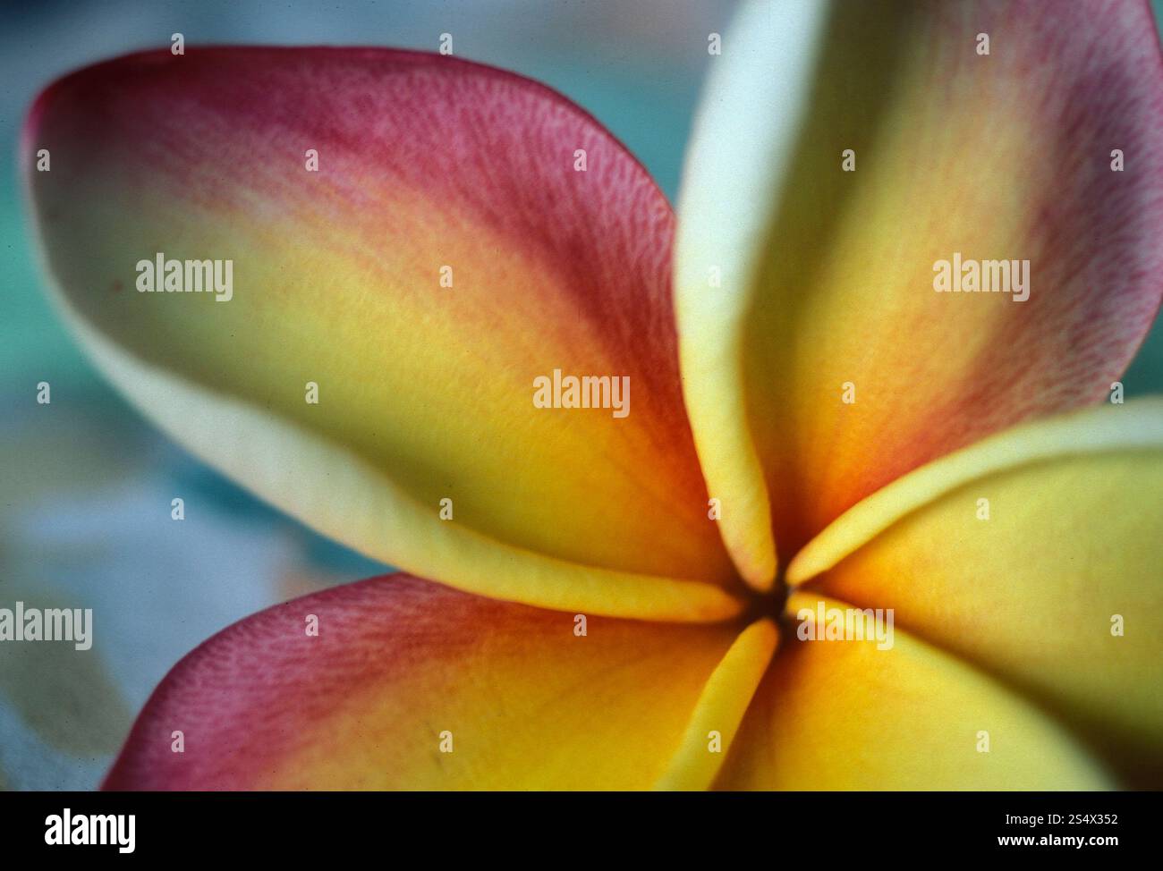 Tropische Blumen auf der Insel Mahe der seychellen im indischen Ozean. INDISCHER OZEAN SEYCHELLEN BLUMEN Stockfoto Tropische Blumen auf der Insel Mahe der seychellen im indischen Ozean. INDISCHER OZEAN SEYCHELLEN BLUMEN Stockfoto