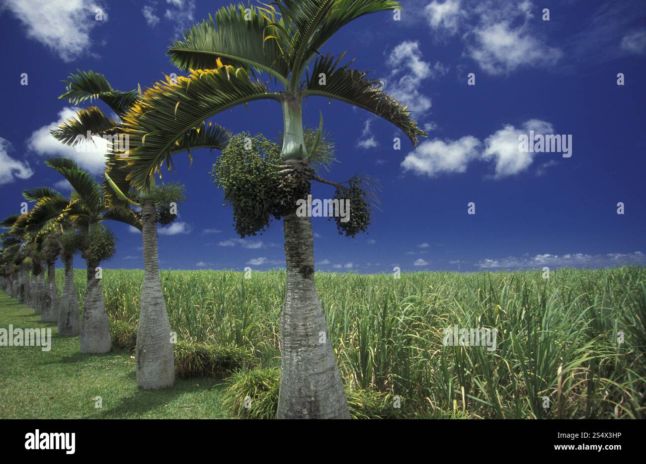 Zuckerrohrplantage auf der Insel Mauritius im indischen Ozean. INDISCHER OZEAN MAURITIUS ZUCKERROHR PLANATION Stockfoto