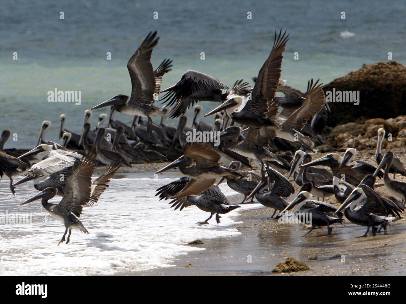 Seevögel und Pelikan an einem Strand auf der Halbinsel Macanao in der Stadt Macanao auf der Isla Margarita in der karibik Venezuelas. SÜDEN Stockfoto