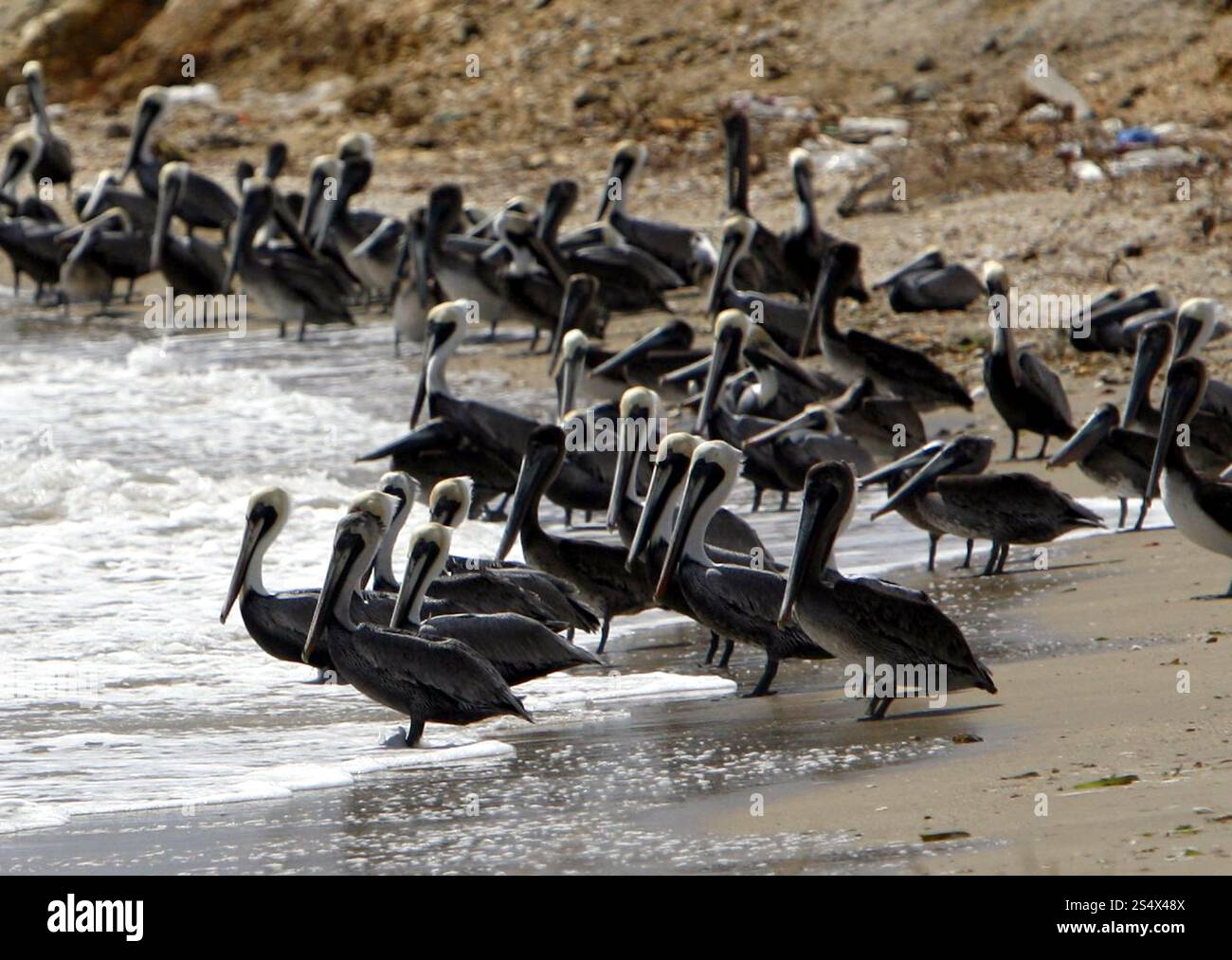 Seevögel und Pelikan an einem Strand auf der Halbinsel Macanao in der Stadt Macanao auf der Isla Margarita in der karibik Venezuelas. SÜDEN Stockfoto