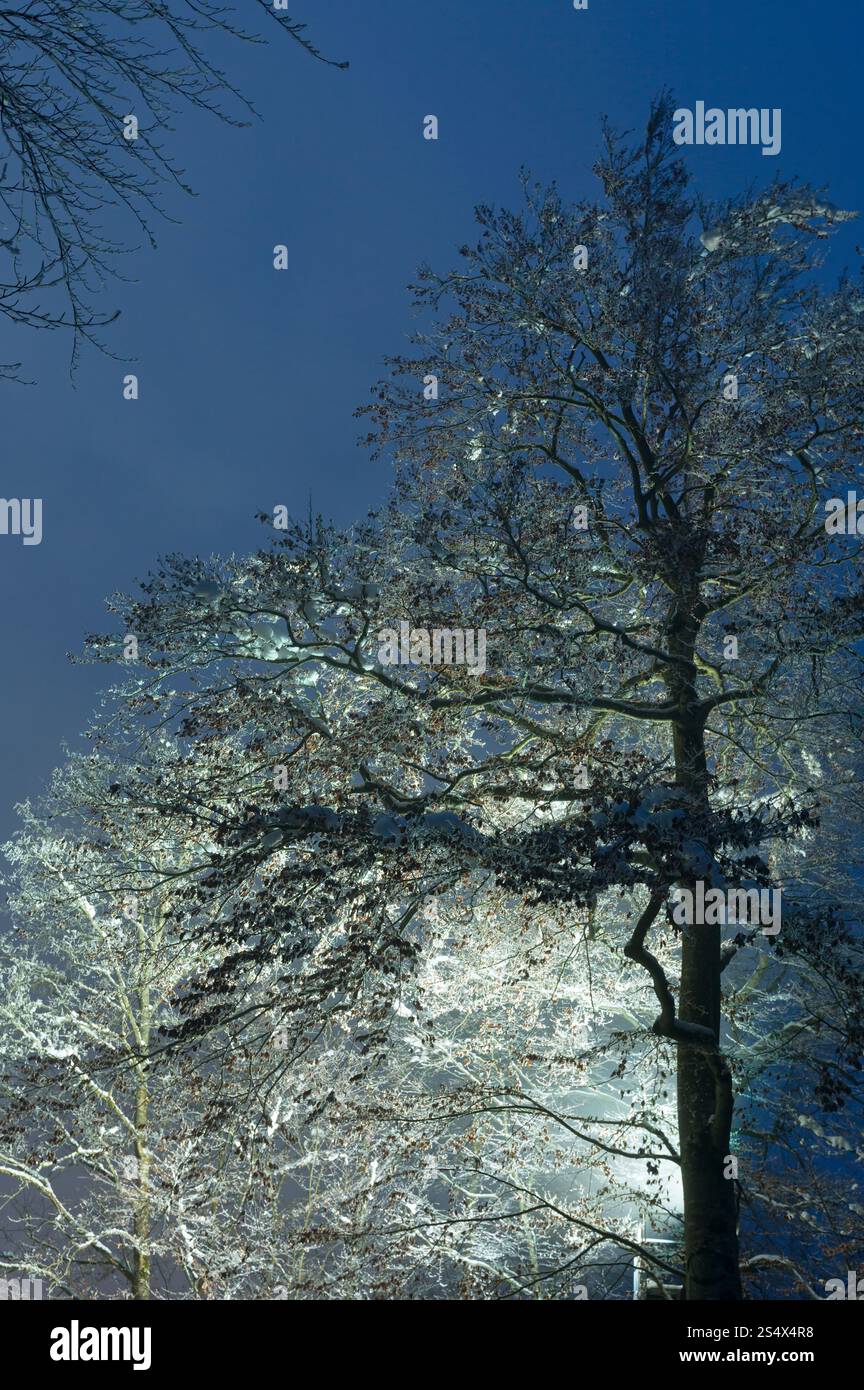 Eis bedeckte Spitzen Bäume (Straßenlaterne beleuchtet) auf Nacht Himmelshintergrund. Stockfoto