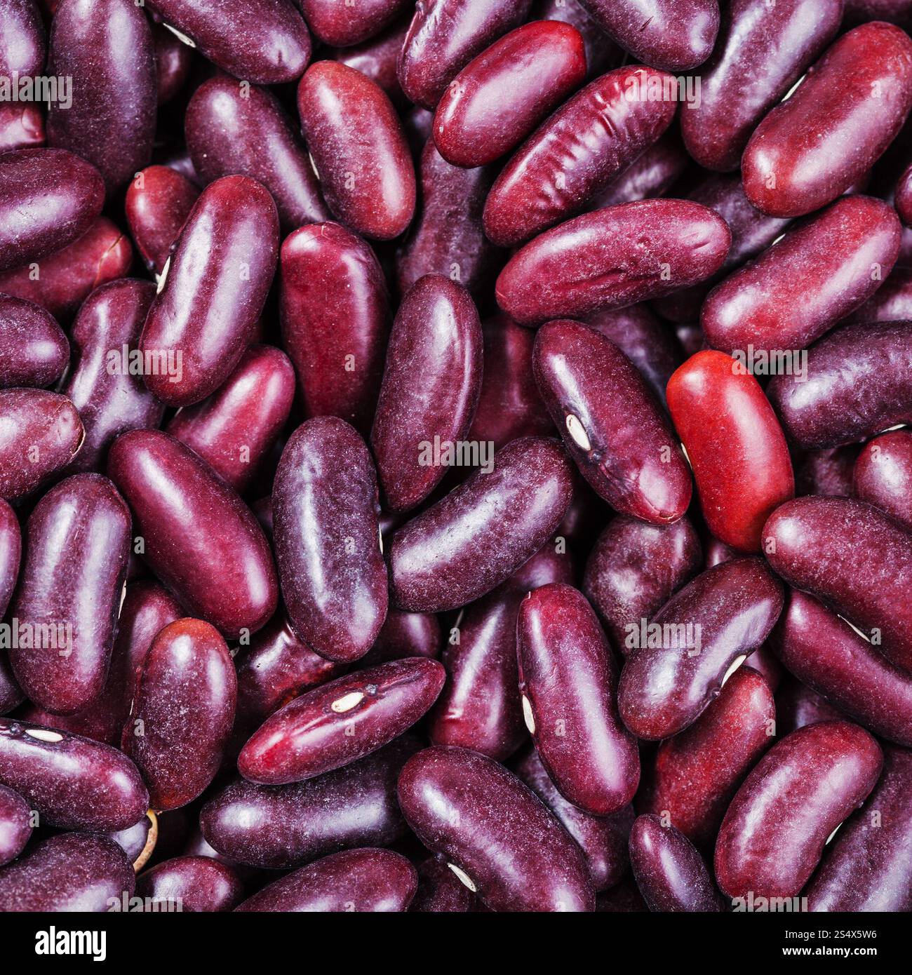 quadratische Essen Hintergrund - roh dunkel rote Kidney-Bohnen hautnah Stockfoto