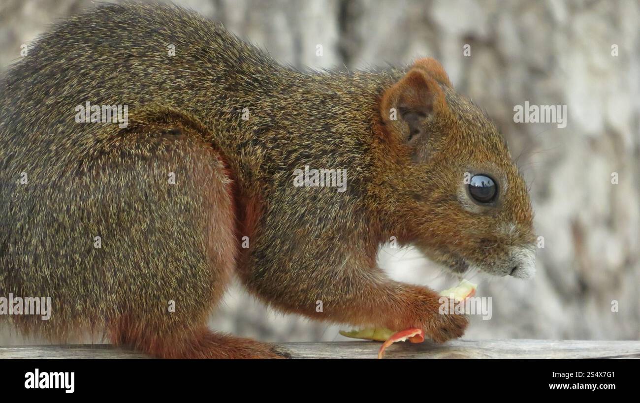 Eichhörnchen Pallas (Callosciurus erythraeus) Stockfoto