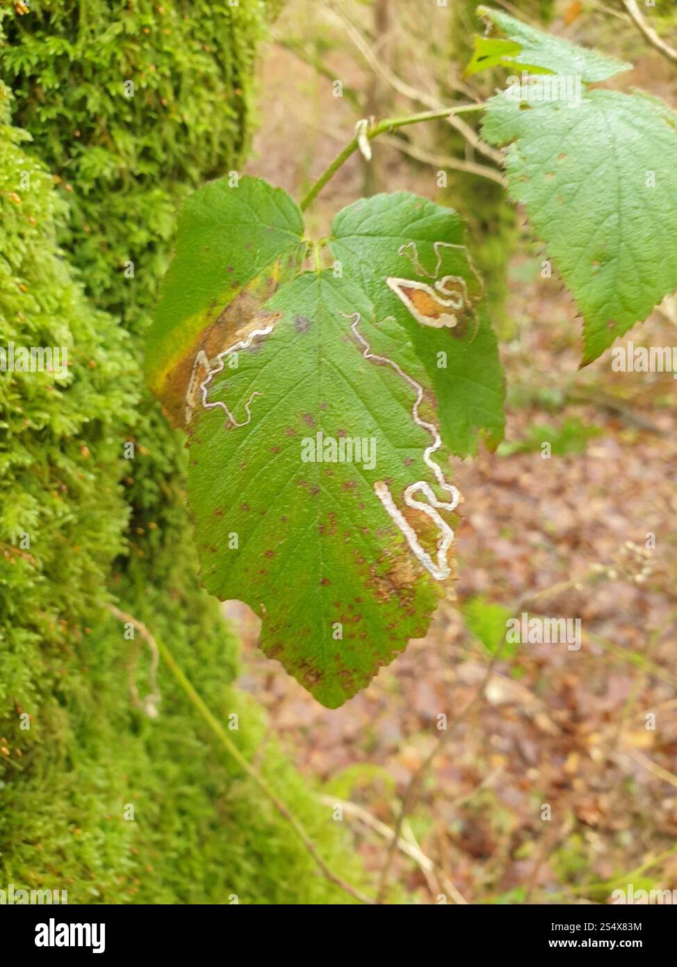 Goldenes Pigmy (Stigmella aurella) Stockfoto