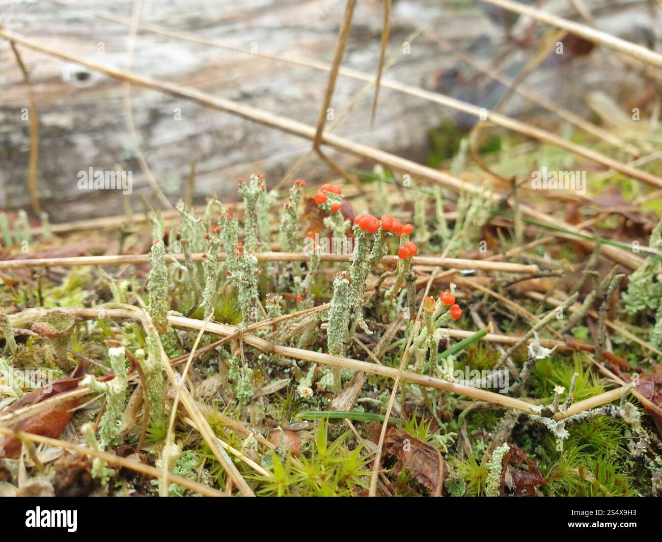 Britische Soldaten Flechten (Cladonia floerkeana) Stockfoto
