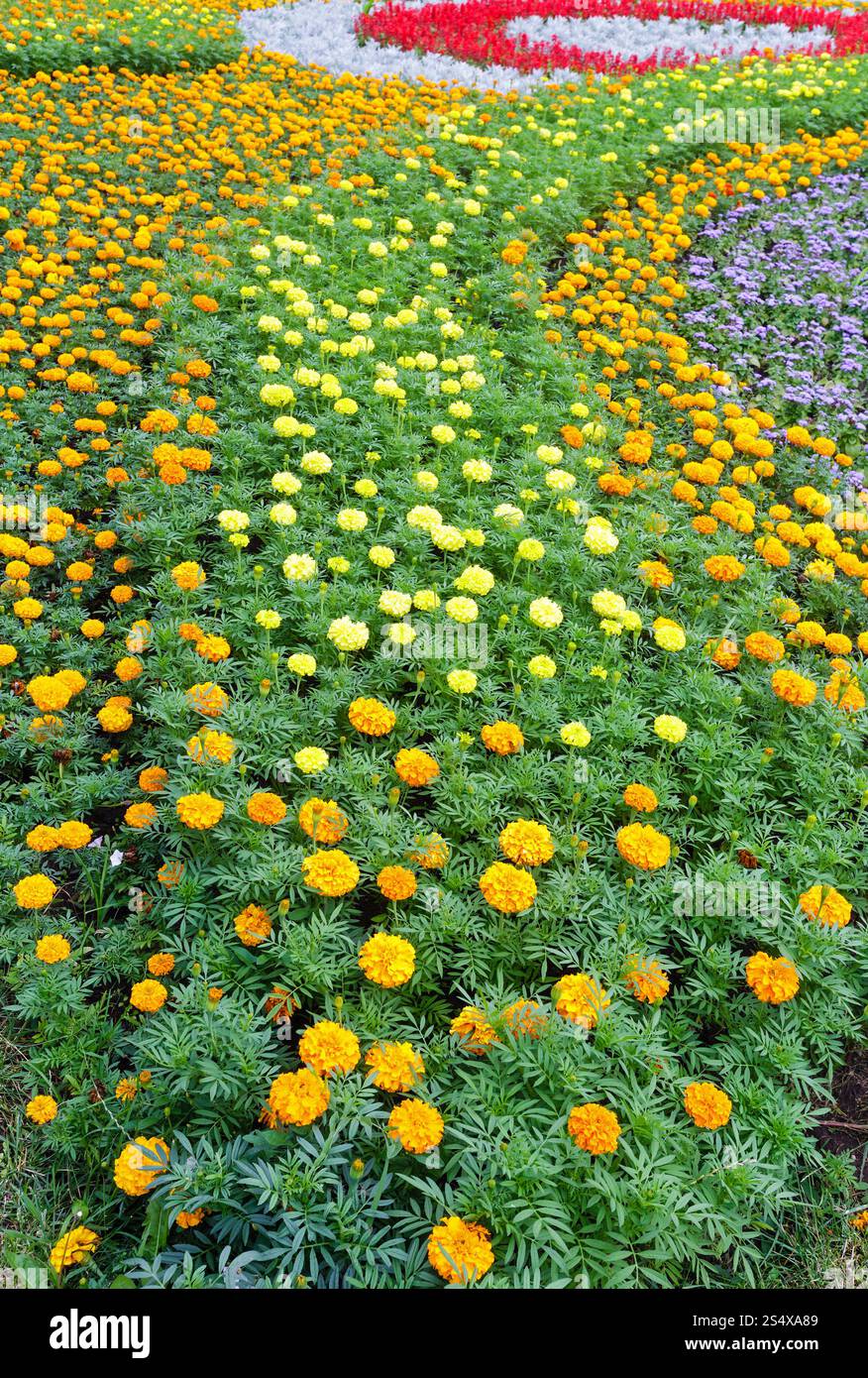 Orange und gelbe Blumen Tagetes-Pflanze im Blumenbeet. Sommer Hintergrund. Stockfoto