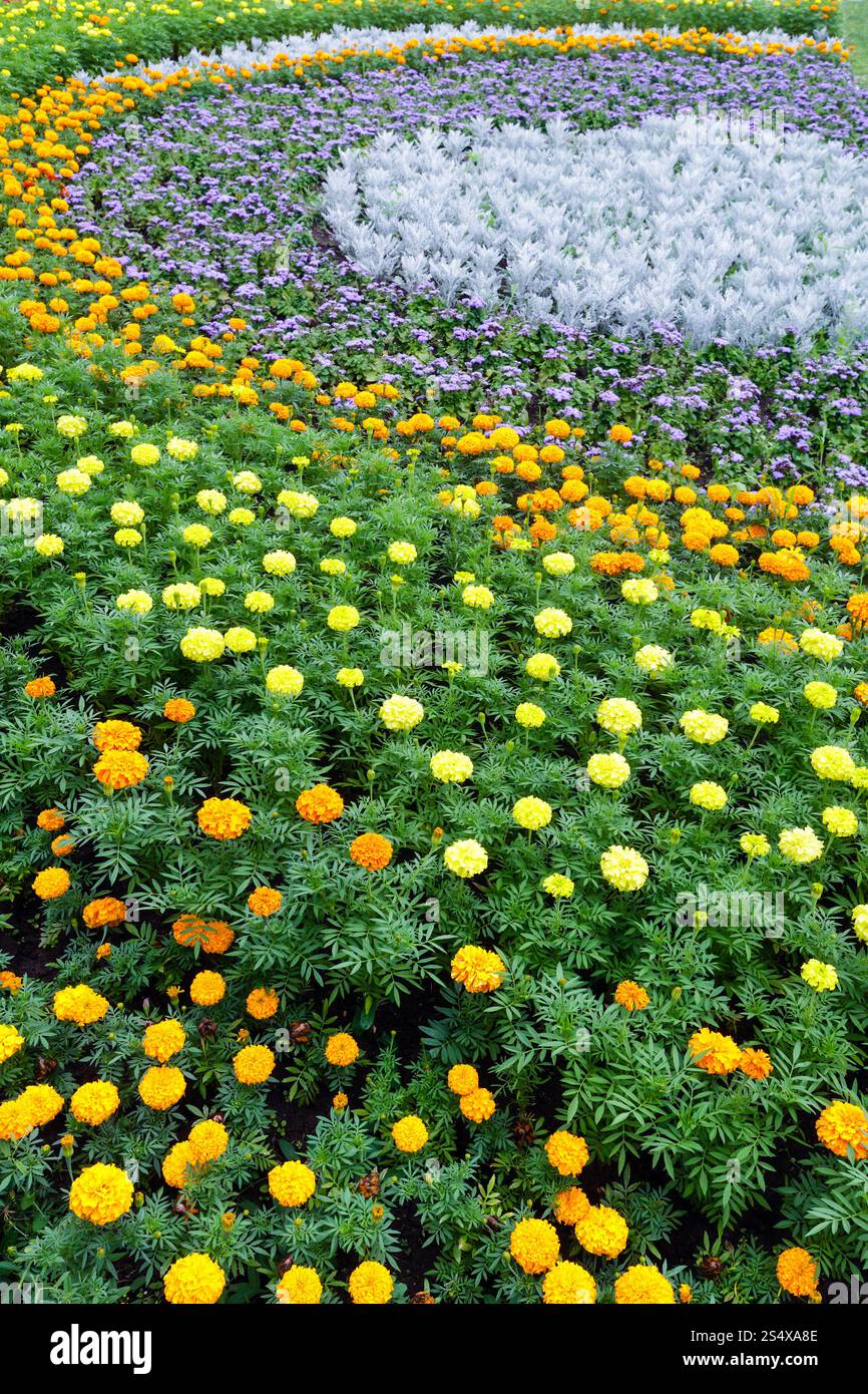 Orange und gelbe Blumen Tagetes-Pflanze im Blumenbeet. Sommer Hintergrund. Stockfoto