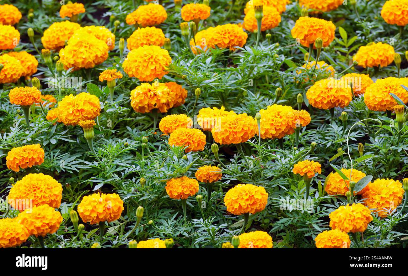 Orangen Blüten der Ringelblume Pflanze Closeup. Hintergrund. Stockfoto