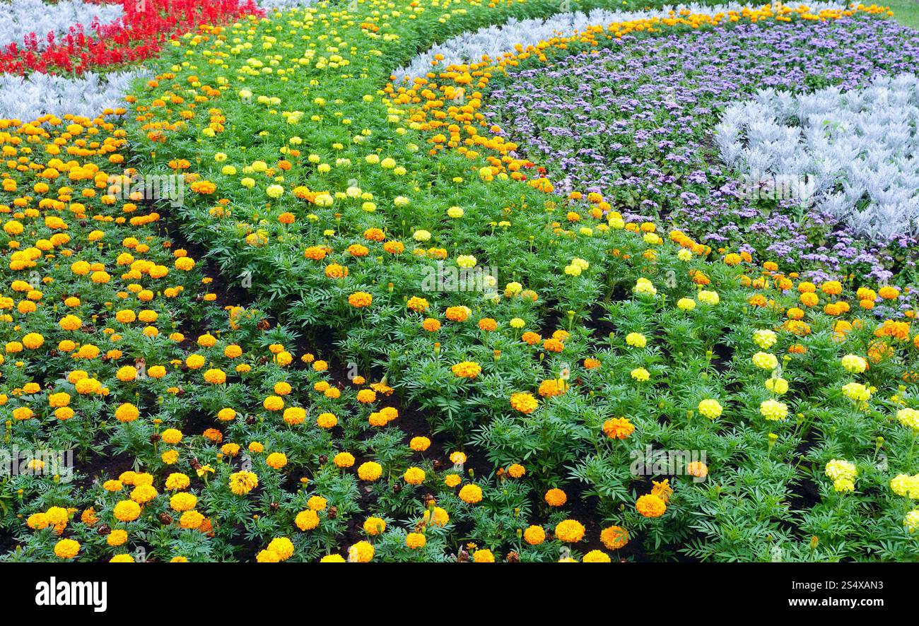Orange und gelbe Blumen Ringelblume Pflanze auf Blumenbeet. Sommer Hintergrund. Stockfoto