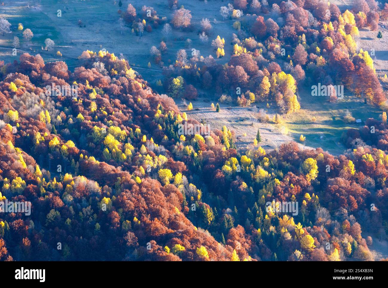 Bunte Bäume am Hang im Herbst morgens Karpaten. Stockfoto
